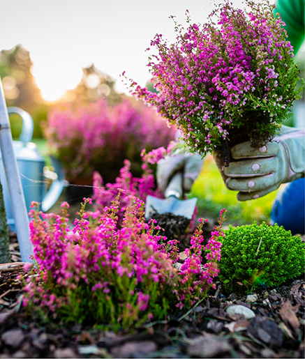 Person working in their flower garden